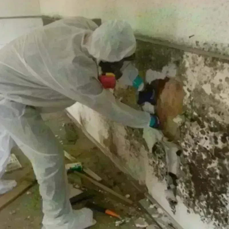 Mold Remediation and Removal in Sutton County, TX